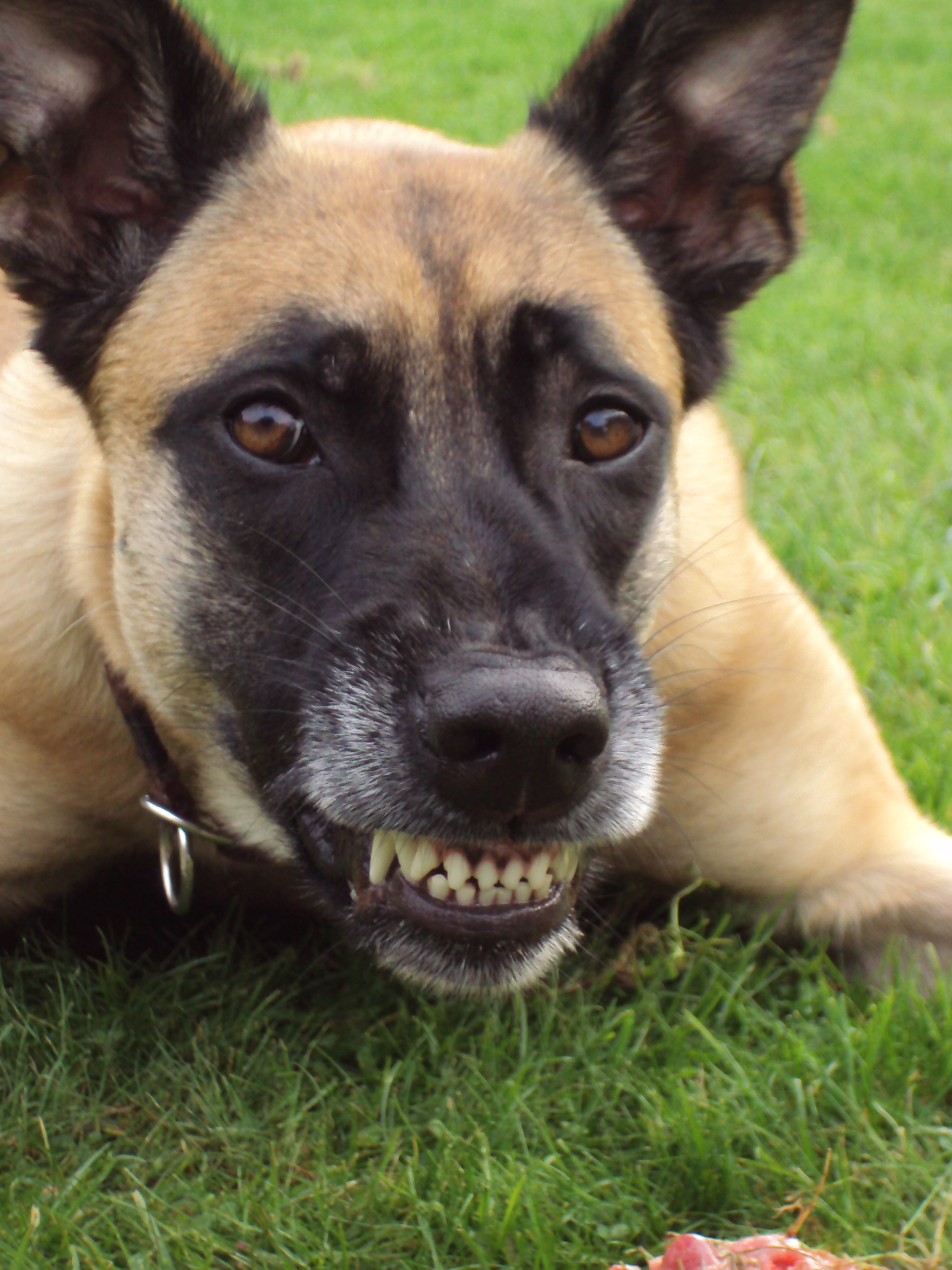 Seminare &amp; Hund&amp;Du Ihre Hundeschule im Kreis Gütersloh