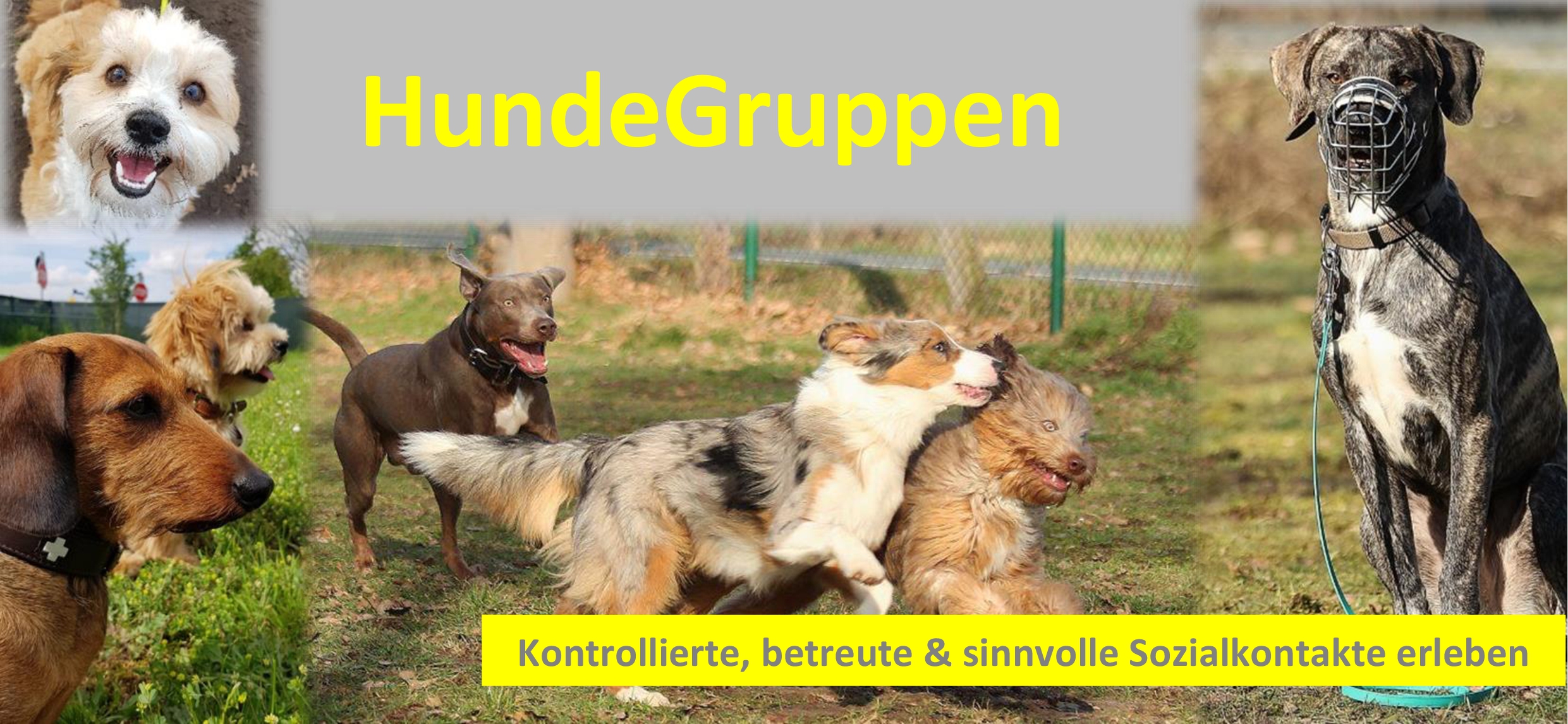 Hund&amp;Du Ihre Hundeschule im Kreis Gütersloh Für ein ganzes