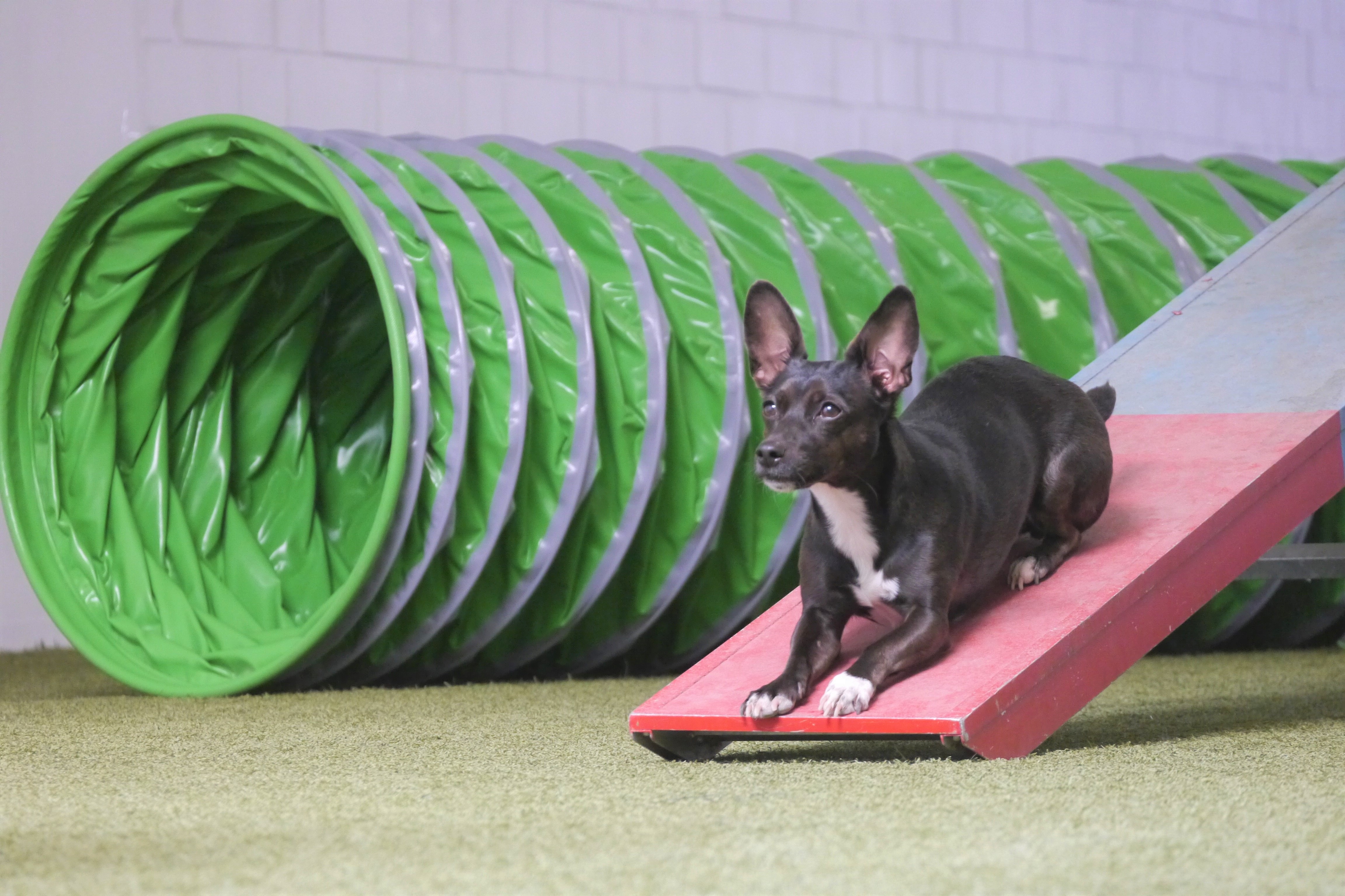 IndoorTraining Hund&amp;Du Ihre Hundeschule im Kreis Gütersloh