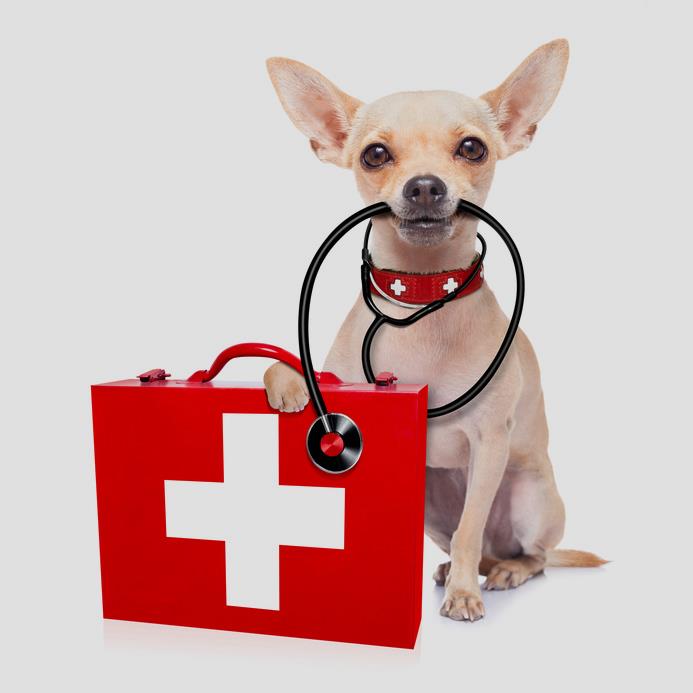 Termin folgt: Erste Hilfe am Hund