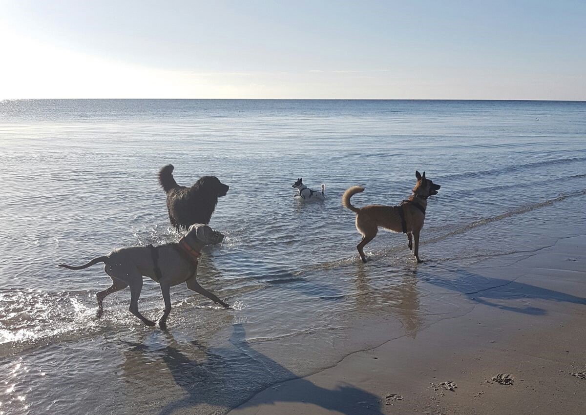 Ausgebucht: Hund&Urlaub